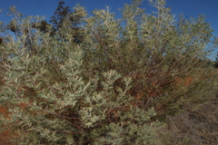 Acacia deanei, photograph (c) Greg Tasney, some rights reserved (CC BY-SA)