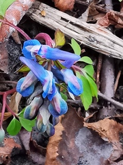 Corydalis ambigua