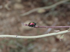 Platycorynus sauteri