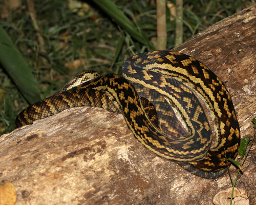 Australian Scrub Python sighting