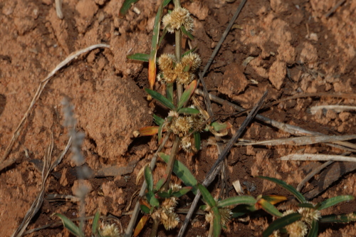 Alternanthera denticulata, photograph 1