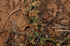 (c) Greg Tasney, some rights reserved (CC BY-SA) Alternanthera denticulata, photograph (c) Greg Tasney, some rights reserved (CC BY-SA)