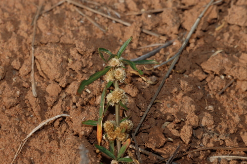 Alternanthera denticulata