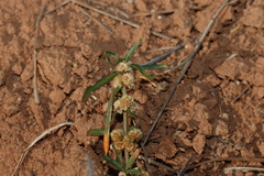 Alternanthera denticulata