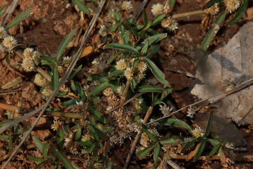 Alternanthera denticulata, photograph 2