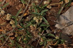 (c) Greg Tasney, some rights reserved (CC BY-SA) Alternanthera denticulata, photograph (c) Greg Tasney, some rights reserved (CC BY-SA)