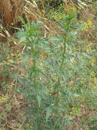 Bidens subalternans, photograph 6