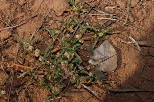 Alternanthera denticulata, photograph 3