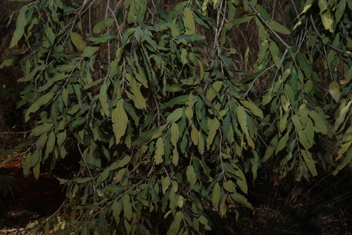 Angophora melanoxylon