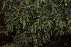 Angophora melanoxylon