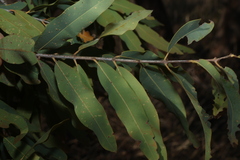 Angophora melanoxylon, photograph (c) Greg Tasney, some rights reserved (CC BY-SA)