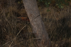 Angophora melanoxylon, photograph (c) Greg Tasney, some rights reserved (CC BY-SA)