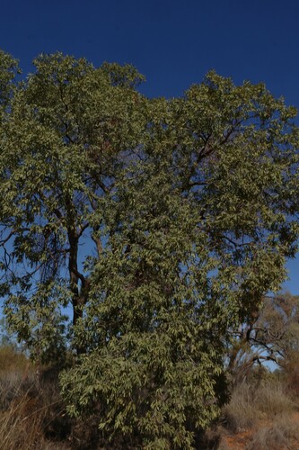 Angophora melanoxylon, photograph 3