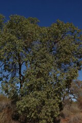 Angophora melanoxylon, photograph (c) Greg Tasney, some rights reserved (CC BY-SA)