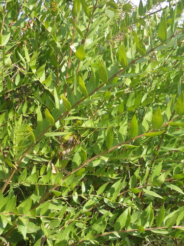 Coriaria myrtifolia, photograph 4