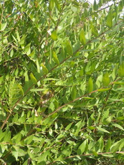 (c) Pere Barnola, some rights reserved (CC BY-SA) Coriaria myrtifolia, photograph (c) Pere Barnola, some rights reserved (CC BY-SA)
