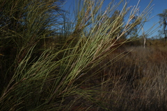 Grevillea juncifolia, photograph (c) Greg Tasney, some rights reserved (CC BY-SA)