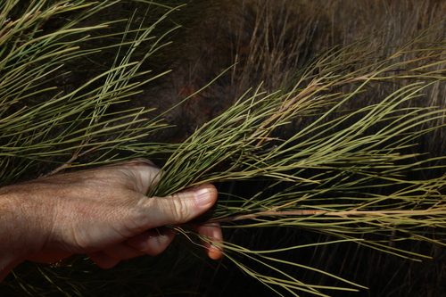 Grevillea juncifolia, photograph 1