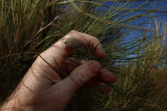 Grevillea juncifolia, photograph (c) Greg Tasney, some rights reserved (CC BY-SA)