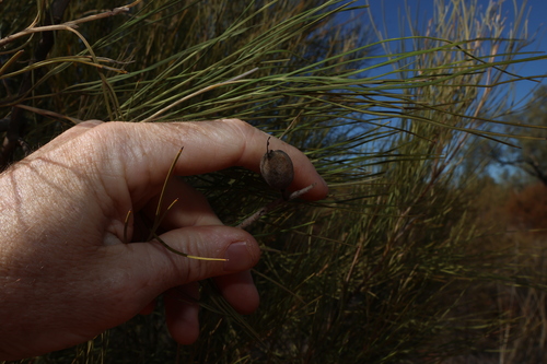 Grevillea juncifolia, photograph 3