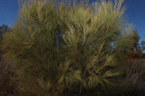 Grevillea juncifolia, photograph 4