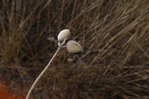 Grevillea juncifolia, photograph 5