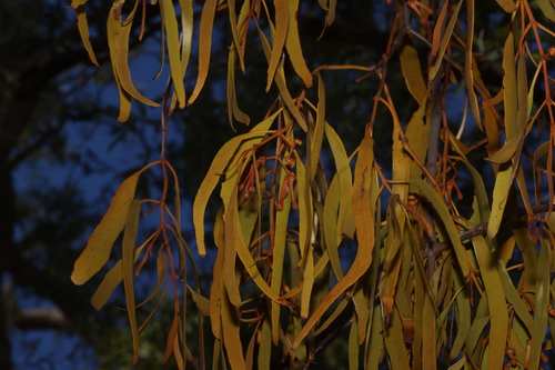 Amyema bifurcata, photograph 1