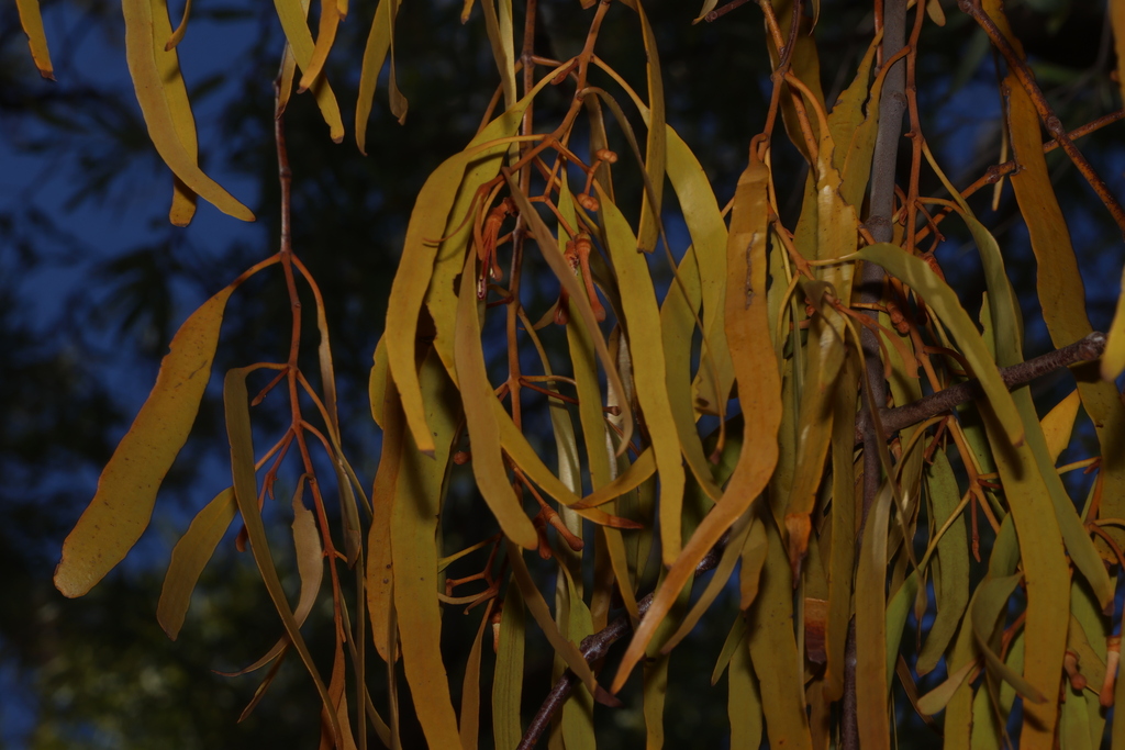 Amyema bifurcata; photograph (c) Greg Tasney, some rights reserved (CC BY-SA)