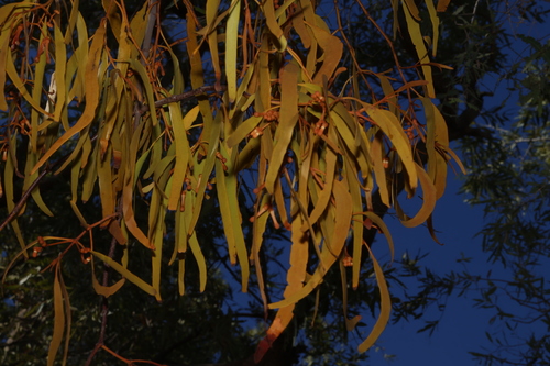 Amyema bifurcata, photograph 2