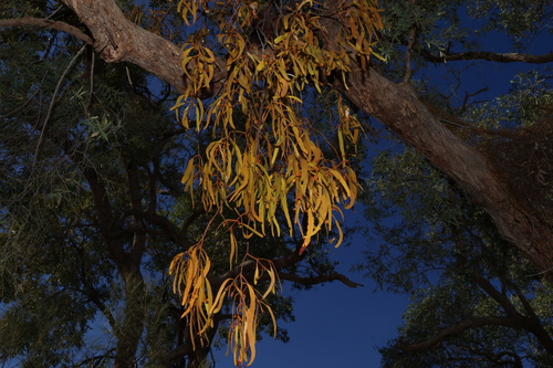 Amyema bifurcata, photograph 3