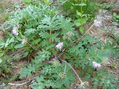 Hydrophyllum fendleri