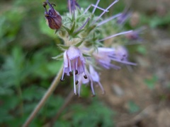 Hydrophyllum fendleri