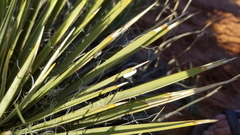 Tegeticula yuccasella