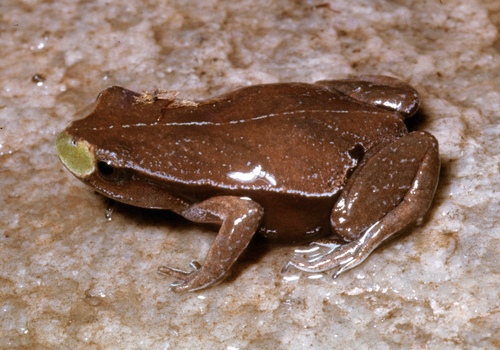 Lutz's Rapids Frog