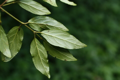 Viburnum taitoense