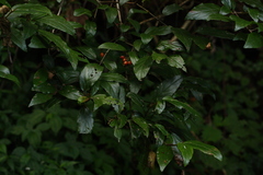Viburnum taitoense