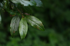 Viburnum taitoense