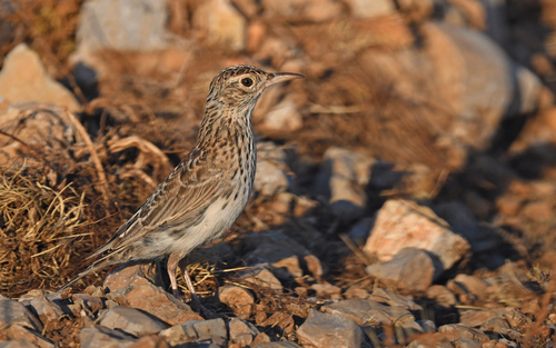 Dupont's Lark, Teruel, ES-AR, ES, photo 6 of 10