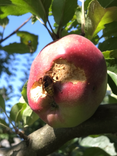 European Hornet