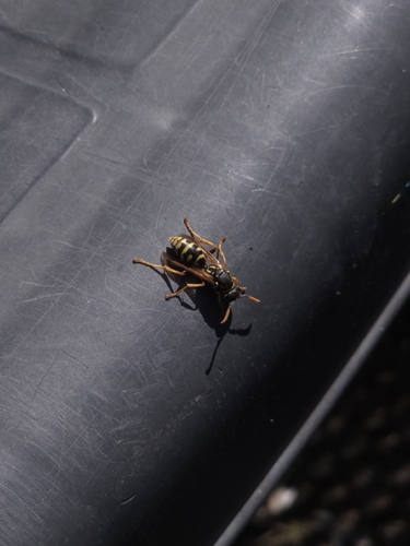 European Paper Wasp