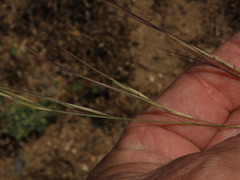 Aristida divaricata