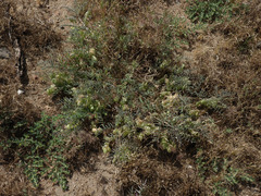 Astragalus allochrous