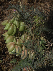 Astragalus allochrous