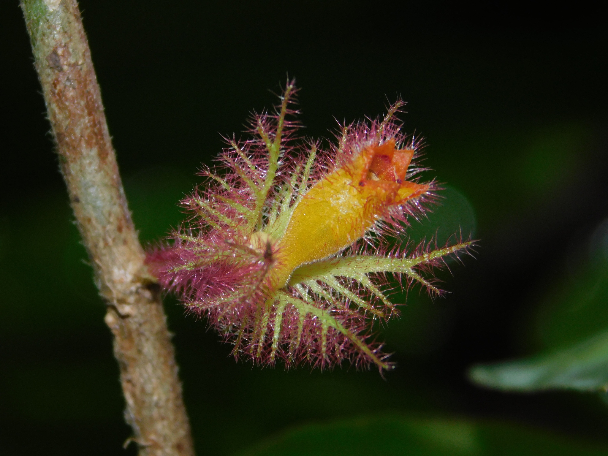 Columnea segregata