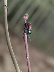 Platycorynus sauteri