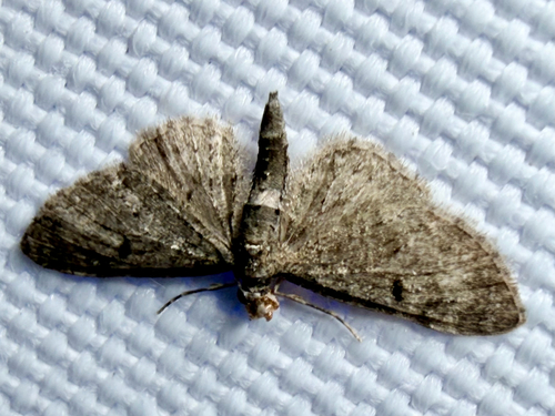 Common Eupithecia Moth (Eupithecia miserulata)