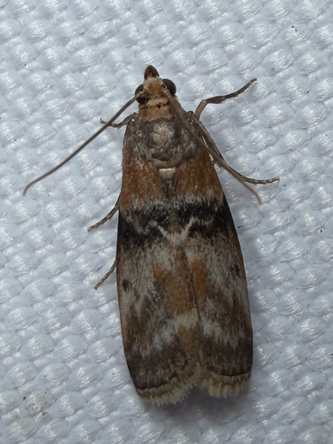 Belted Leafroller Moth (Sciota vetustella)
