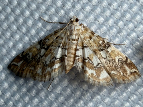 Elophila faulalis