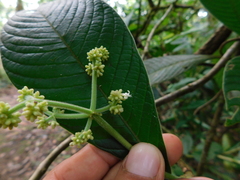 Psychotria micrantha