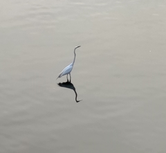 Ardea alba